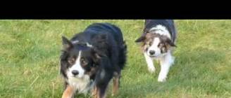 The Collie Walk