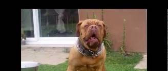 dogue de bordeaux (évolution sur un an, 1ère année) French Mastiff (1st year)