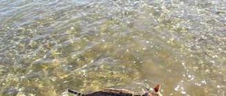 Diego goes for his first swim at the beach