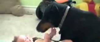 Doberman ve bebek