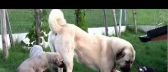Anatolian Shepherd Dog - Coban Köpegi - Kangal; puppies, Kennel Ankabiro, Czech Republic
