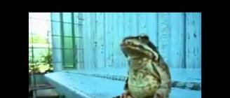 Funny Animals Behaving like Humans