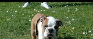 Cute Bulldogs Compilation || FunnyBOBO
