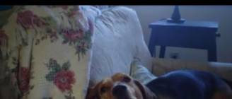 "Dogs Arguing With Owners Compilation" || CFS