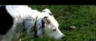 Nova Science Now : How Smart Are Dogs?