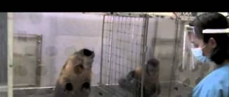 Two Monkeys Were Paid Unequally: Excerpt from Frans de Waal's TED Talk