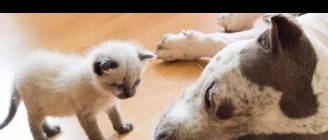 Best Of Dogs Meeting Kittens For The First Time Compilation 2015