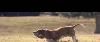 Navi the Basset Hound Running In Slow Motion [HD]