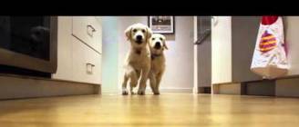 Pups running for dinner, timelapse style