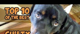 THE TOP 10 GUILTIEST GUILTY DOGS OF ALL TIME