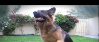 GERMAN SHEPHERD DOES MOST AMAZING DOG TRICKS!!