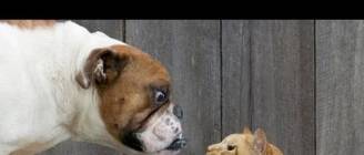 Cats Vs Dogs - Supercut Compilation 2013!