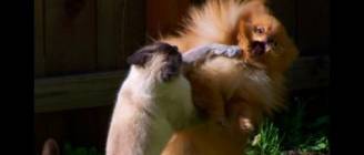 Funny Cats and Animals Compilation june 2013