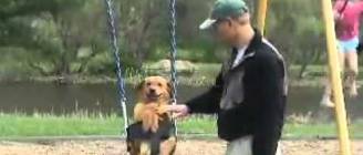 Dog likes going on the swing