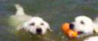 Labrador puppies swimming