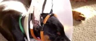 Κόψιμο αυτιών ουράς σκύλος ΠΑΡΑΤΡΙΧΑ