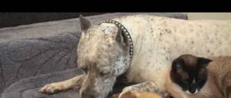 Amazing interspecies FRiENDS: Cat, rabbit, guinea pig and dog pit bull SHARKY. HelensPets.com