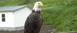 My Cats Hanging Out with the Eagles