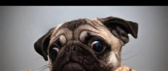 Ultimate Pug Video Compilation 2013 [NEW HD]