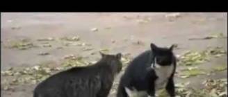 Cat Fight Dog Win