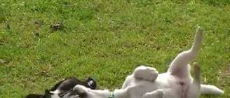 Australian Magpie Playing