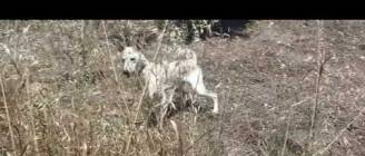 Κρητικός Ιχνηλάτης - Κίνηση - Ο.Φ.Κ.Ι.  2013