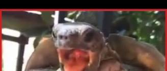 Animals Can Be Jerks - PART 2