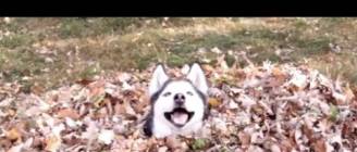 Funny Dogs Playing in Leaves Compilation 2013 [NEW HD]
