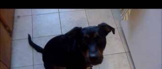 Useless Dog Trick: Take Care Of The Baby