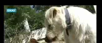 ΣκυλοΦΟΒΙΑ