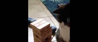 Jenga Cat
