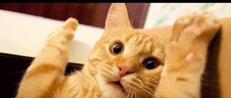 Funny Scared Cat Videos Compilation 2013 [NEW HD]