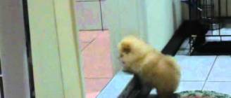小HOLY跳不過門檻. my little Holy struggles to climb step.(2.5months old)