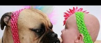 Cute babies and dogs playing together - Funny baby & dog compilation