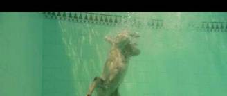 Diving Labrador Retriever - Diving Dog. Labrador Retriever buceador. Perro buceador.