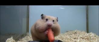 人参で顔が変わっちゃったハムスター（Hamster face changes）