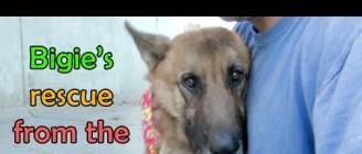 German Shepherd rescued from the Los Angeles River - Please share.