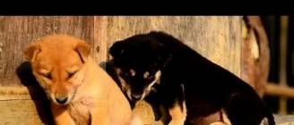 Animals Trying To Stay Awake Compilation