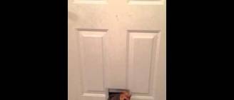 Fat Cat Squeezes Through Small Doggie Door