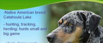 The Catahoula Leopard Dog