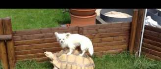 Cihuahua riding on turtle