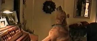 Animal Musical Prodigies - Compilation