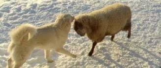 Old Man Farm - Ram tries to play with livestock guard dogs.