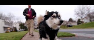 Derby the dog: Running on 3D Printed Prosthetics