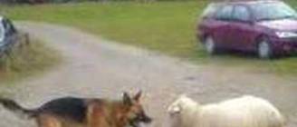 Dog VS Sheep
