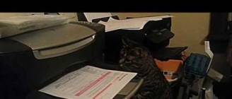 Cat vs. Printing Paper