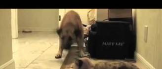 Dogs Terrified Of Walking Past Cats, A Dramatic Compilation2