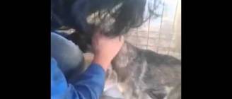 Mujer acaricia un perro por primera vez luego de ser maltratado durante años. Conmovedora reacción