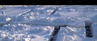 Dog in Snow Maze