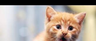 FUNNIEST CATS of 2013